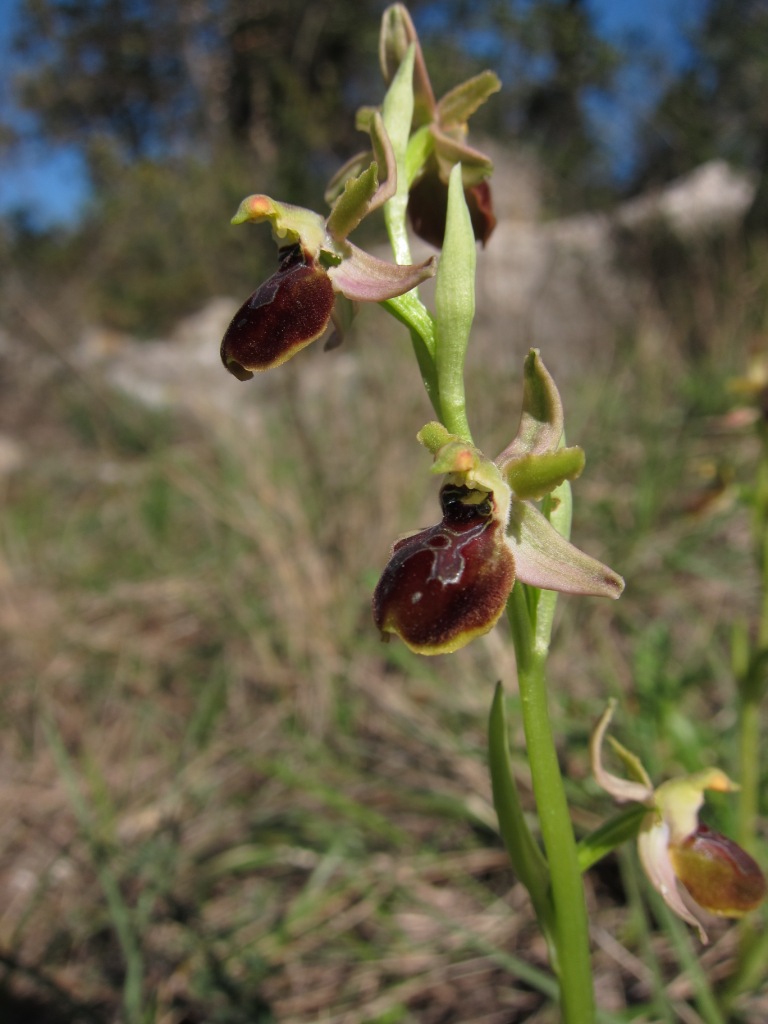 Ophrys sphegodes?
